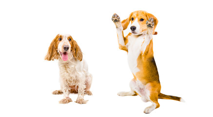 Russian Spaniel and Beagle together