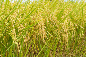 rice field ready for harvest