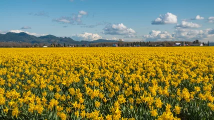 Papier Peint photo Lavable Narcisse Field of beautiful yellow daffodils. Blooming narcissus in spring.
