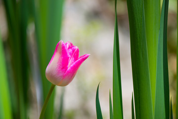 Pink tulip in the green
