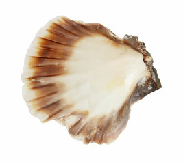 ocean shell isolated on white background inside