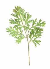 dried fall leaves of plants isolated elements on white  backgrou