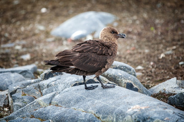 Brown south polar skuas skua standing on the rock, Antarctica