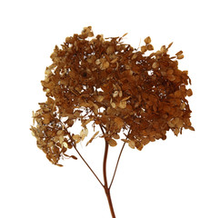 dried fall leaves of hydrangea flowers isolated elements on whit