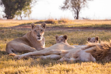 LION'pride, South Africa

