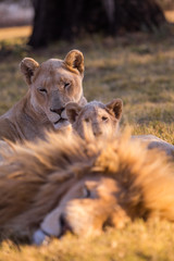 LION'pride, South Africa

