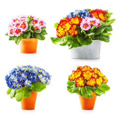 Obraz premium Spring primrose flowers