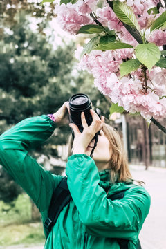 Tourists take pictures sakura