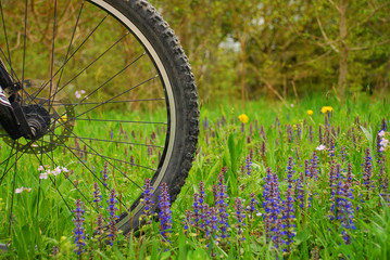 Mountainbike-Reifen in einer Blumenwiese