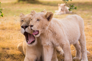 LION'pride, South Africa
