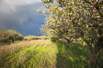 Fototapeta premium spring garden apple