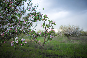 Fototapeta na wymiar spring garden apple
