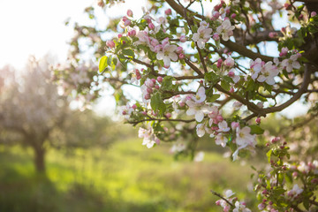Naklejka premium Spring garden with blossom apple tree