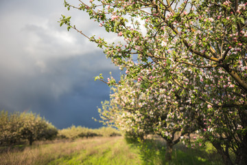 Fototapeta premium spring garden apple