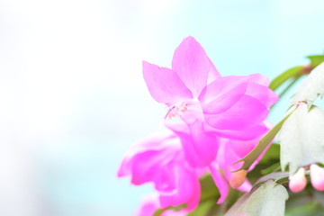 Spring background for the web site banner