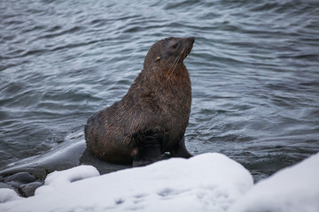 Naklejka premium Fur Seal sitting on the rocks washed by ocean, Antarctica