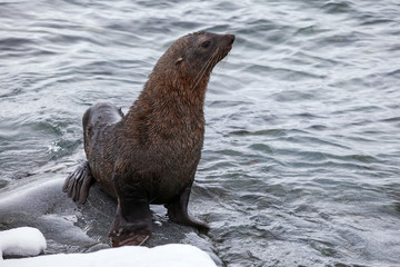Fototapeta premium Fur Seal sitting on the rocks washed by ocean, Antarctica