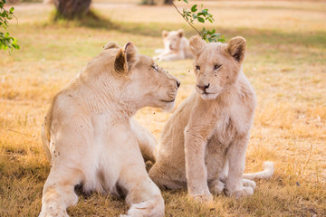 LION'pride, South Africa
