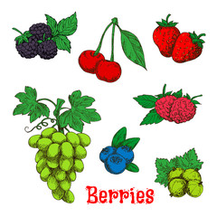 Colorful appetizing fruits and berries sketches