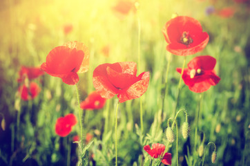 Red poppy flowers blooming in the green grass field, floral sunny natural spring  vintage hipster background, can be used as image for remembrance and reconciliation day