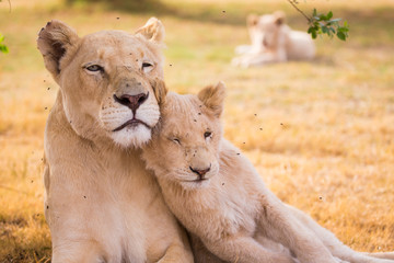 LION'pride, South Africa

