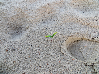 Lonely sprig on a sand