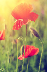 Red poppy flowers blooming in the green grass field, floral sunny natural spring  vintage hipster background, can be used as image for remembrance and reconciliation day