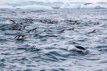Obraz premium Flock of Gentoo penguins swims in the ocean water, Antarctica