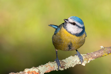 Nice tit with blue head looking up