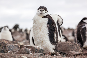 Chinstrap Penguin walking on te coast near its colony