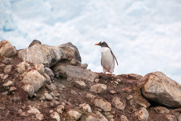 Gentoo penguin on a rock against cloud sky in Antarctica