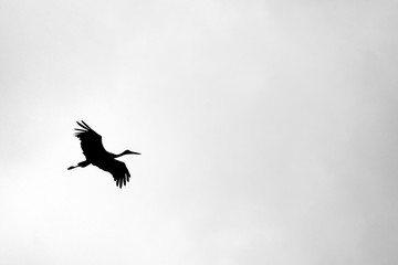 Black and white photo with flying stork