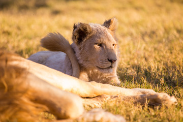 lion cub, South Africa
