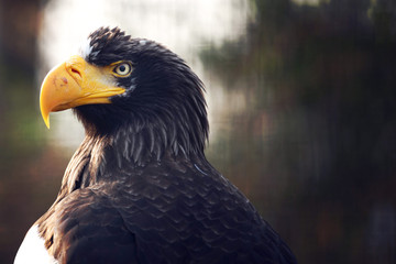 Eagle portrait