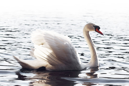 Swan on the lake