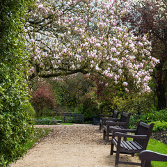 Magnolia rose clair dans le jardin anglais