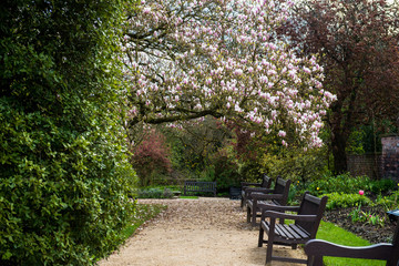 Light Pink Magnolia Tree in English Garden