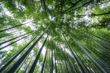 Fototapeta na wymiar Top of The Arashiyama Bamboo Grove of Kyoto, Japan.