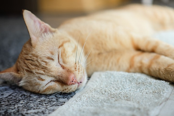 Sleeping cat, selective focus