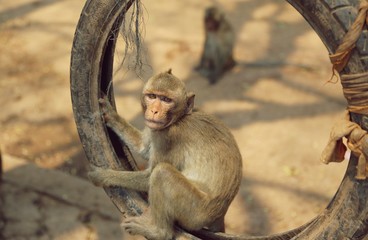 Portrait of monkey - eating, playing