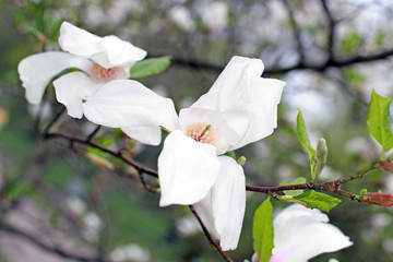 цветок магнолии