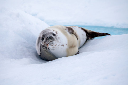 The grey seal has a rest on the snow 
