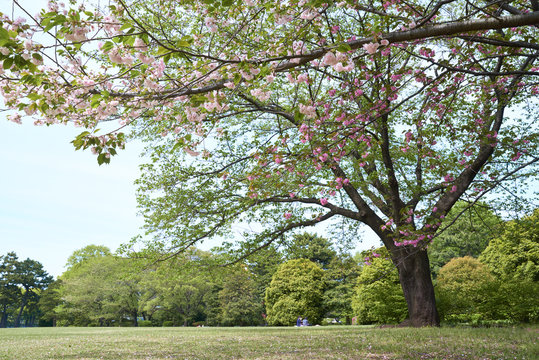 公園のやえざく