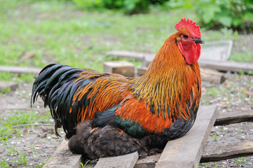 Домашний петух
