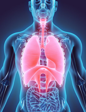 3D illustration of Respiratory System.