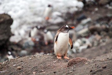 Gentoo penguin against the rocks in Antarctica