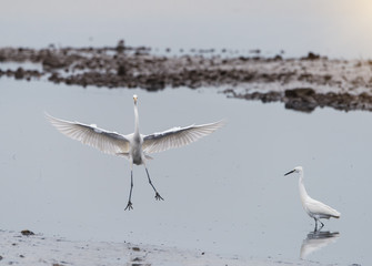 White Egret on a lagoon