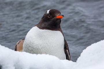 Fototapeta premium Gentoo penguin looking at the camera against ocean in Antarctica