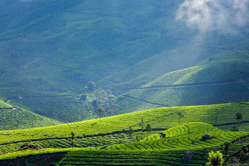 Fototapeta premium Green tea plantations in Munnar, Kerala, India