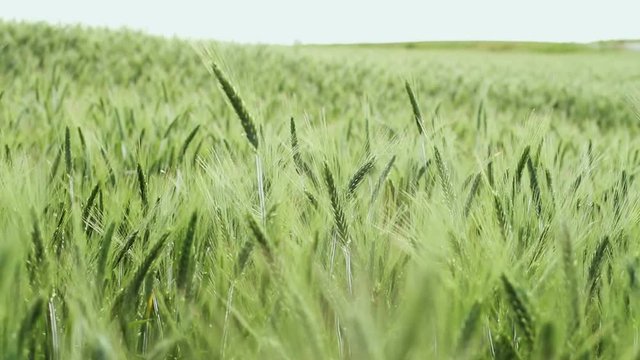 The field of ripening wheat